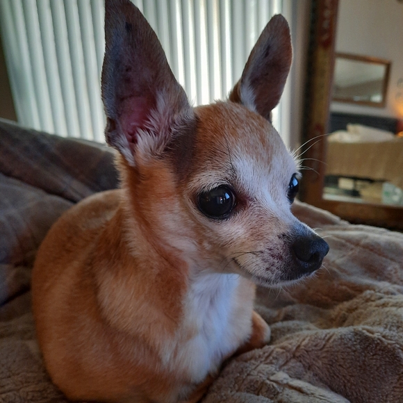 Meet your Posher, Rebekah - Picture 2 of 6